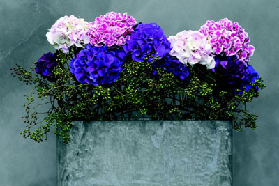 Hortensias