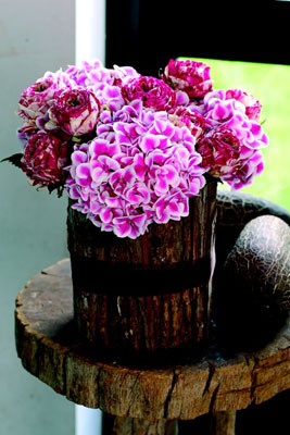 Hortensias