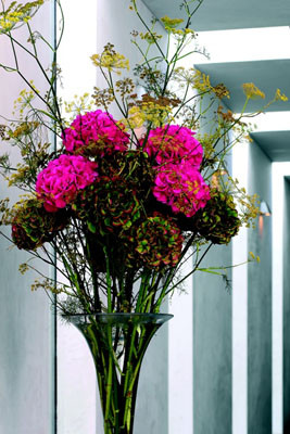 Hortensias