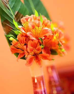 alstroemeria alstroemeria