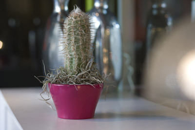 Macetas en miniatura 7 nano 02