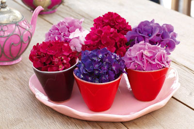 Hortensias