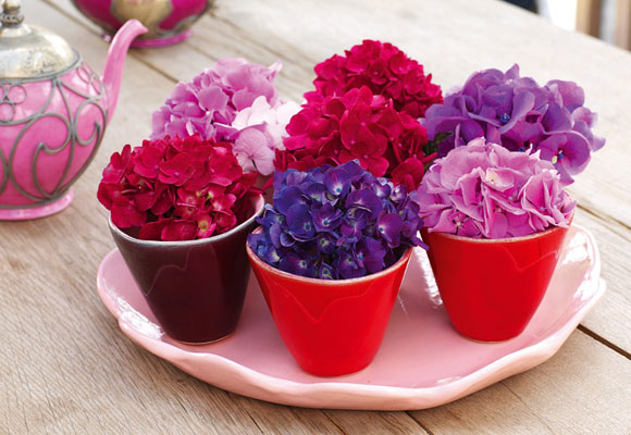 Hortensias 4 hortensias_1.jpg