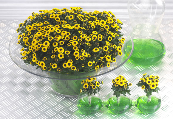 5 razones para llenar tu casa de flores 5 razones para llenar tu casa de flores