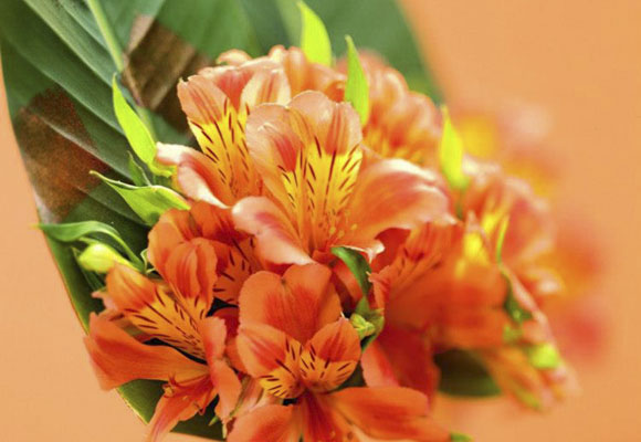 5 razones para llenar tu casa de flores 5 razones para llenar tu casa de flores