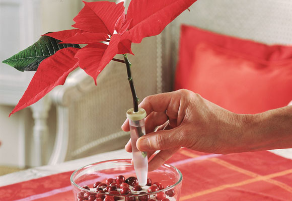 Centros de mesa de Navidad. Flor de Pascua (II) 9 Centro de Navidad con arándanos