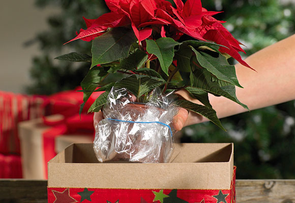 Centro de mesa de Navidad 