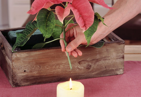 Centros de mesa de Navidad. Flor de pascua VI 7 Centro de Navidad natural