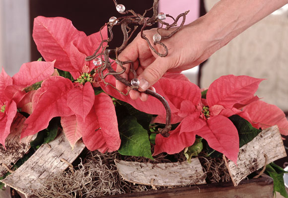 Centros de mesa de Navidad. Flor de pascua VI 11 Centro de Navidad natural