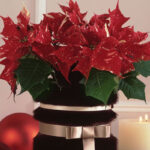 centro navidad piel 7