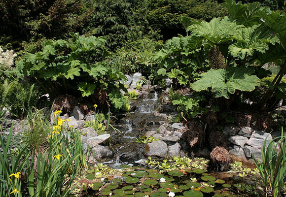 Un estanque en el jardín