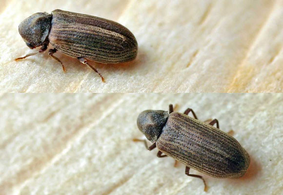 ¿muebles con carcoma? Atácala