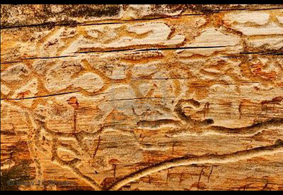 ¿muebles con carcoma? Atácala