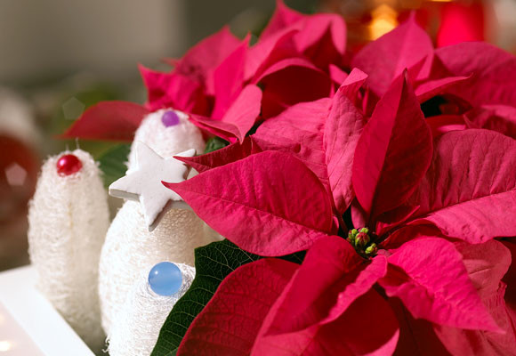 Un centro con esponjas de lufa