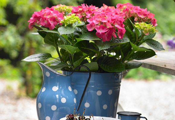 Ansia de vivir el exterior