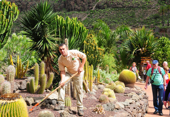 Consejos para conservar los cactus