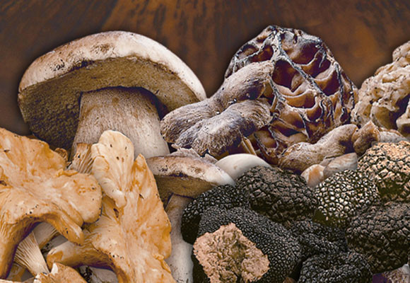 Bon Sellec: las mejores setas de la temporada