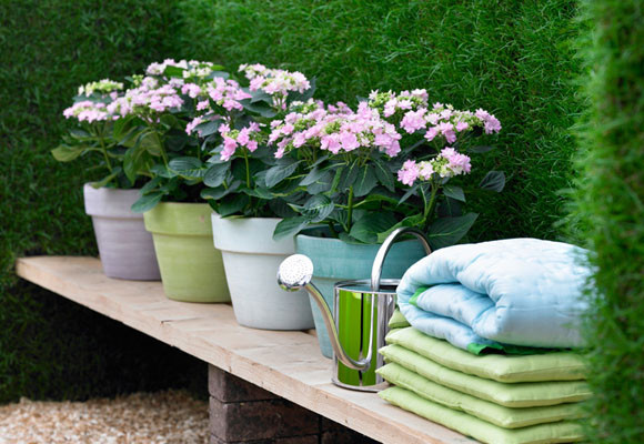 El color de las flores