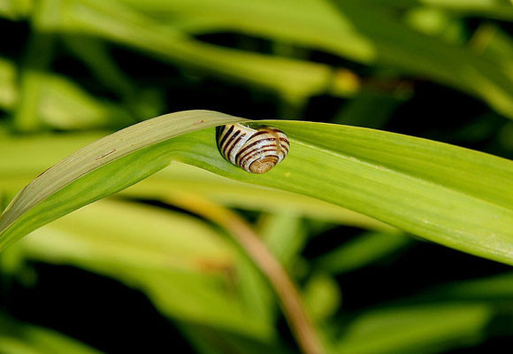 Cuidados del jardín en primavera 3 Cuidados del jardín en primavera