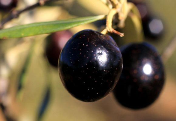 Bartró de Orfans, del olivo a la mesa 10 Bartró de Orfans