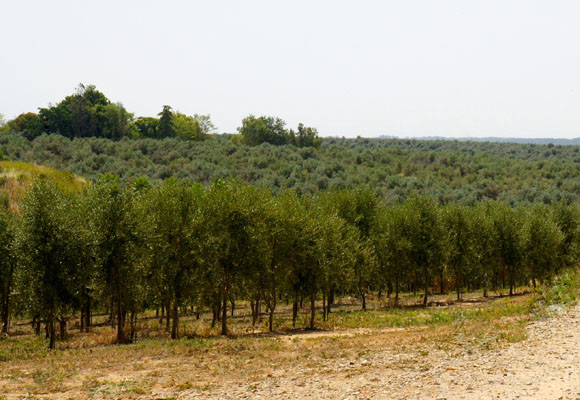 Bartró de Orfans, del olivo a la mesa 9 Bartró de Orfans
