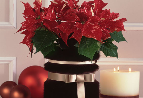 Centro de mesa de Navidad