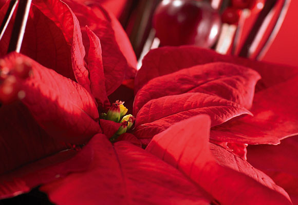 Guardar la Navidad 3 Guardar la Navidad