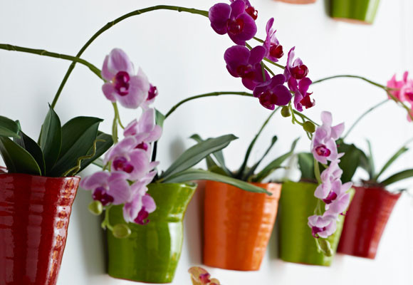 Cuidados de verano para plantas de interior