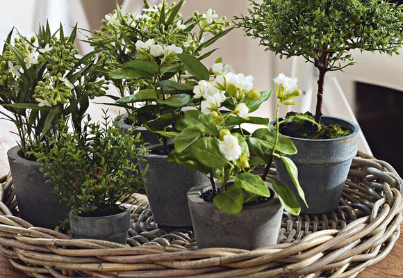 Cuidados de vernao para plantas de interior