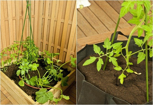 Huerto en casa: de la terraza a la mesa 9 Huerto en casa: de la terraza a la mesa