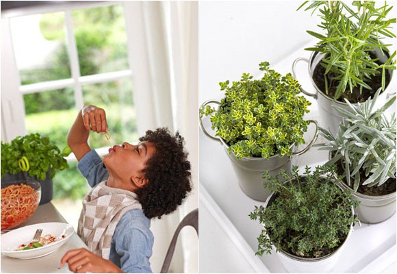 Cultivar plantas aromáticas en casa 