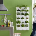 plantas aromaticas 7