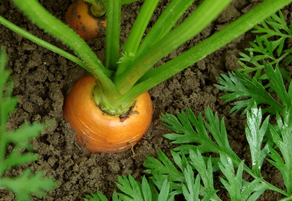 Huerto en casa: de la terraza a la mesa 10 Huerto en casa: de la terraza a la mesa