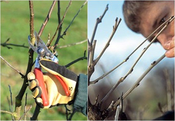 Proteger las plantas del frío 