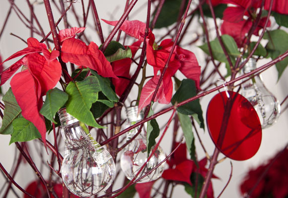 La flor de pascua; comprarla, cuidarla y conservarla