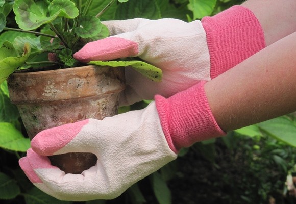 Cuidados fin de invierno para tus plantas 