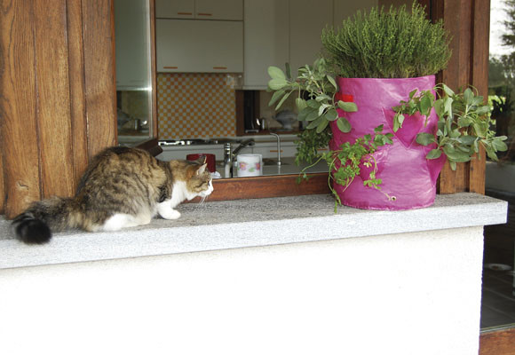 Decálogo para un huerto urbano, fértil y radiante