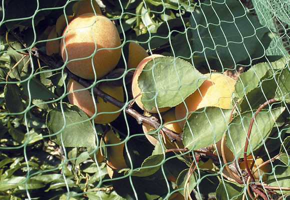 Decálogo para un huerto urbano, fértil y radiante