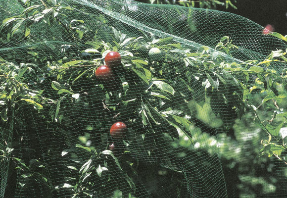 Decálogo para un huerto urbano, fértil y radiante