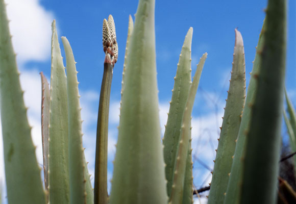 Los beneficios del aloe vera