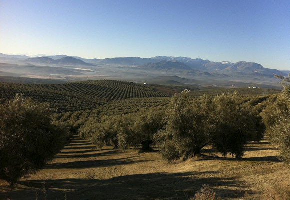 Cortijo Spiritu Santo