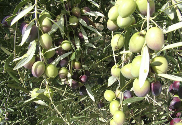 Cortijo Spiritu Santo