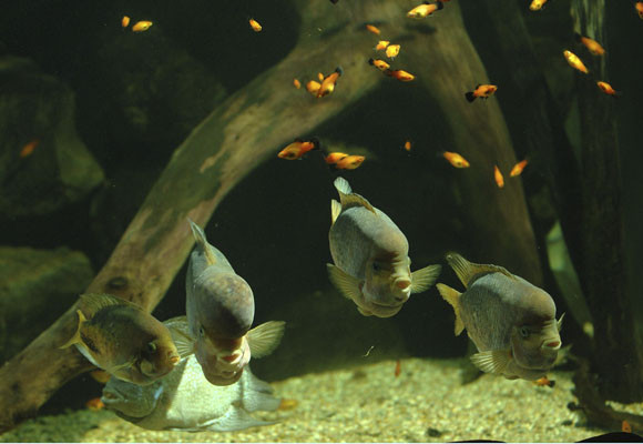 Un acuario en perfecto estado