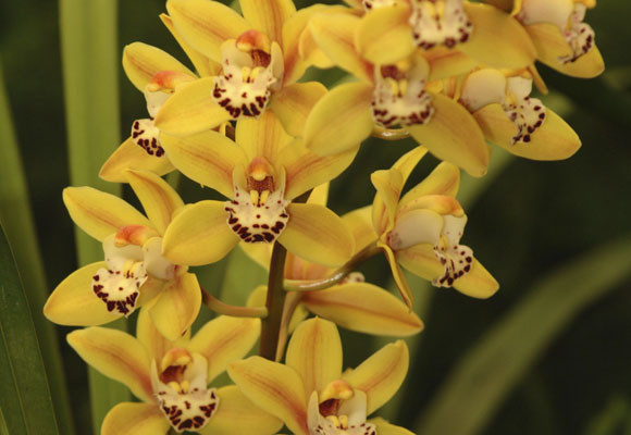 ¿Sabes cuidar las plantas en verano?