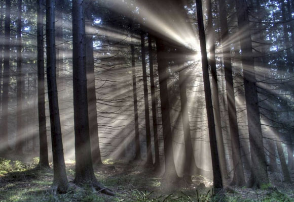 Las cabañitas del bosque 4 Las cabañitas del bosque