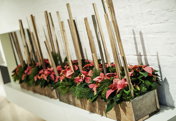 La poinsettia y otras tradiciones navideñas