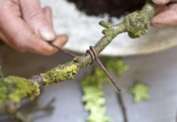 Un toque rústico en tu mesa