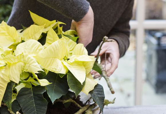 Un toque rústico en tu mesa