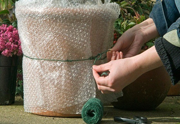 Salvar las plantas de las heladas 8 Salvar las plantas de las heladas