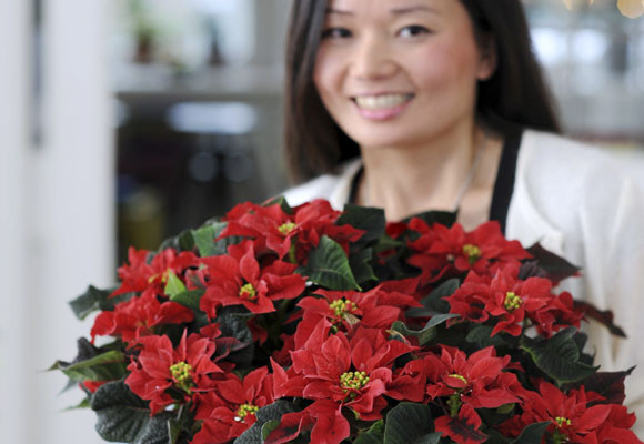 12 de Diciembre: El día de la Ponsettia